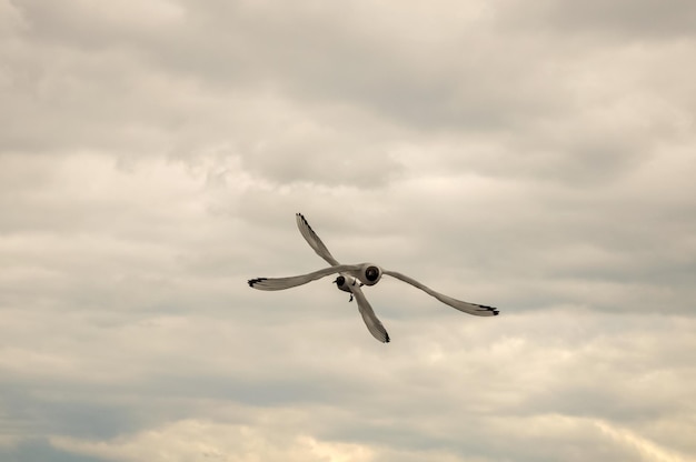 Les mouettes se sont heurtées dans le ciel