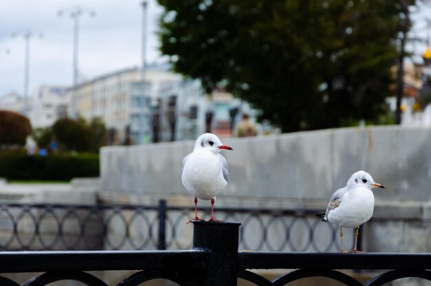 Les mouettes sont assises sur une clôture dans le centre-ville.