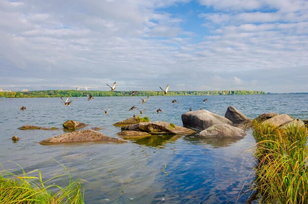 Les mouettes sont assises sur les rochers au bord du lac.