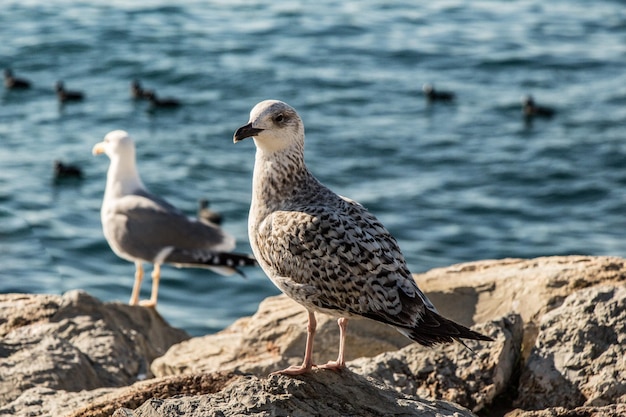 Les mouettes sont sur le rocher au bord de la mer