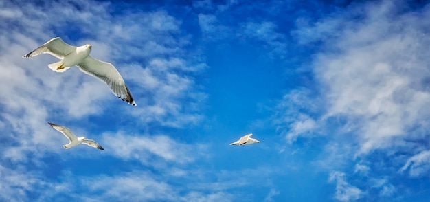 Mouettes suivant le ferry