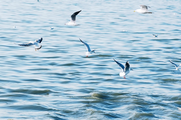 Les mouettes survolent les vagues de la mer.