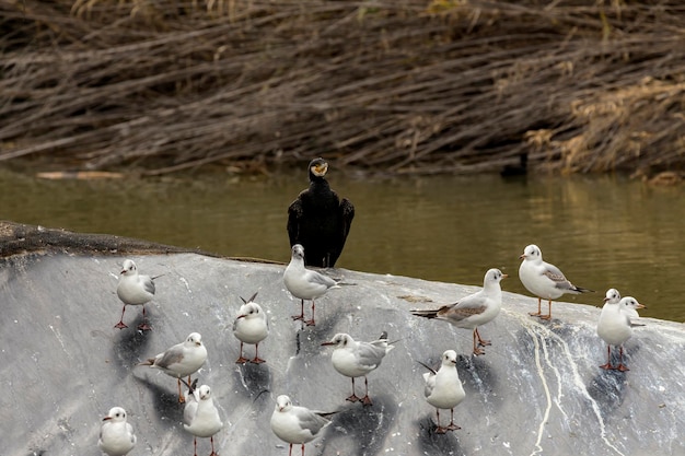 Mouettes à tête noire Larus ridibundus et Cape cormoran Phalacrocorax capensis par l'étang