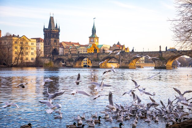 Mouettes en vol dans le contexte des sites touristiques de la vieille ville, le pont Charles et vue sur la rivière Vltava, le château de Prague à Prague, République Tchèque