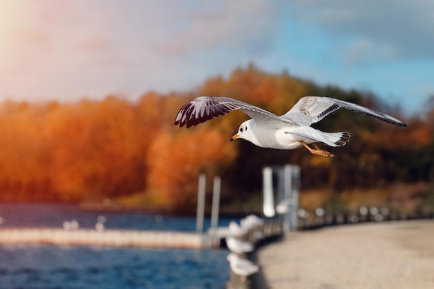 Mouettes en vol sous le lac le jour de l'automne