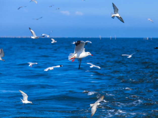 Mouettes volant après le bateau de vitesse dans le golfe de Thaïlande