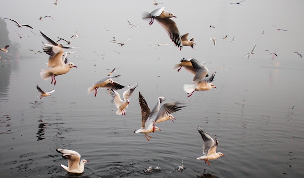 Photo des mouettes volant au-dessus du lac