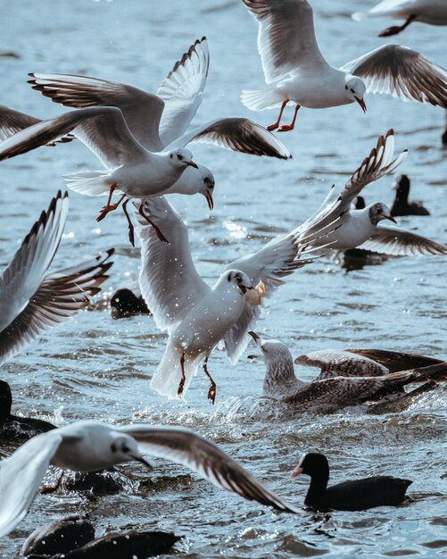 Photo des mouettes volant au-dessus du lac