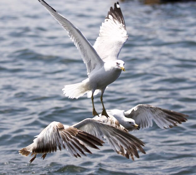 Photo des mouettes volant au-dessus du lac