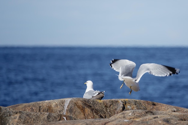 Photo des mouettes volant au-dessus de la mer contre le ciel