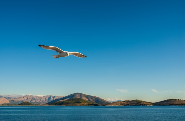 Mouettes volant au-dessus de la mer Ionienne.