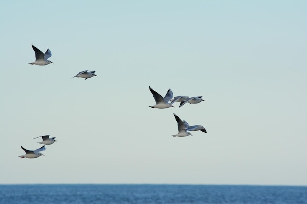 des mouettes volant au-dessus de la mer un troupeau de mouettes