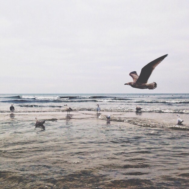 Des mouettes volant au-dessus de la mer