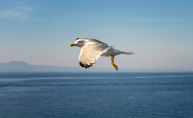 Mouettes volant au-dessus de la mer