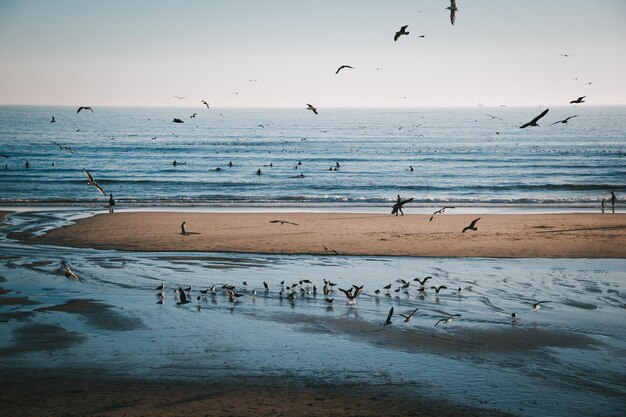 Photo des mouettes volant au-dessus de la plage