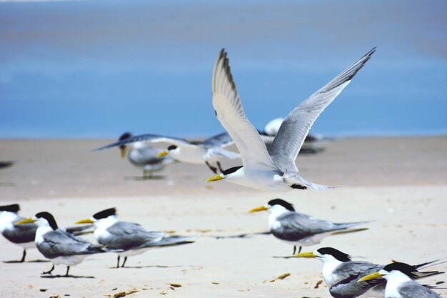 Photo des mouettes volant au-dessus de la plage