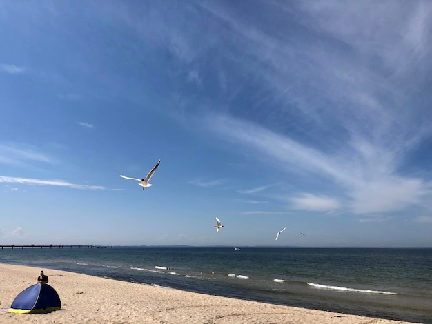 Photo des mouettes volant au-dessus de la plage