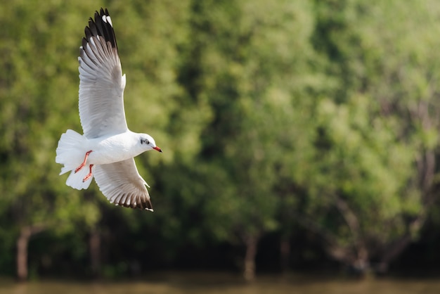 mouettes volant contre les arbres