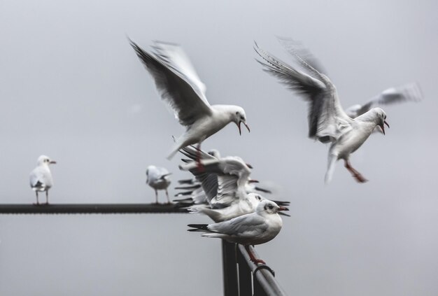 Photo des mouettes volant contre le ciel