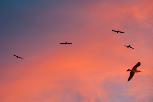 Mouettes volant dans le ciel au coucher du soleil à Istanbul.