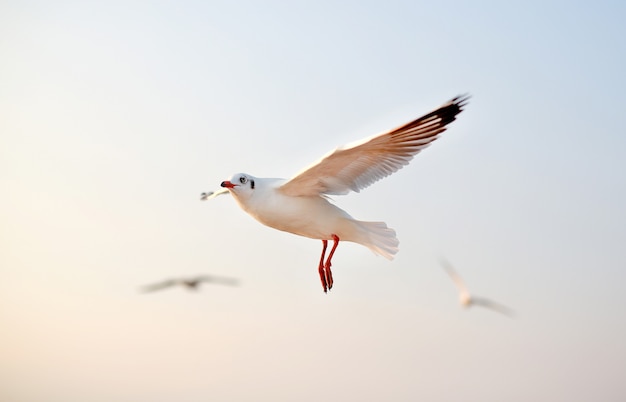 Mouettes volant dans le ciel au coucher du soleil.