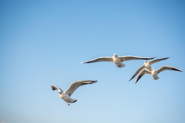 Mouettes volant dans le ciel bleu