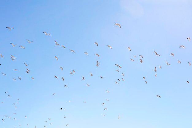Mouettes volant dans un ciel clair