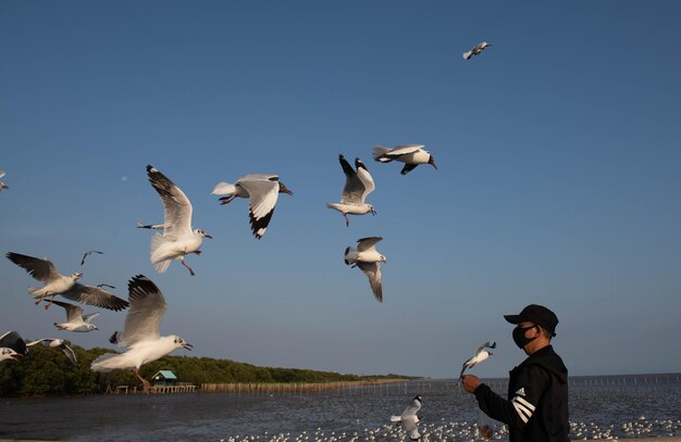 Des mouettes volant dans le ciel à la recherche de nourriture qu'un touriste vient se nourrir à Bangpu