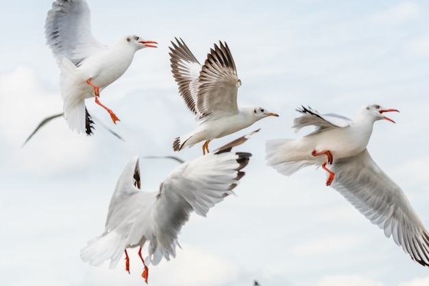 Mouettes volant dans le ciel