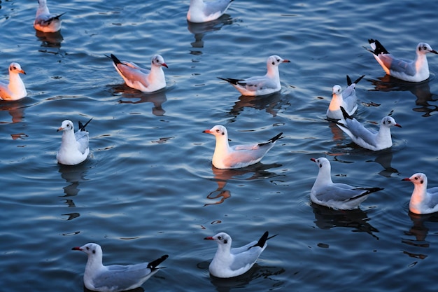 Mouettes volant à la mer de Bang Pu