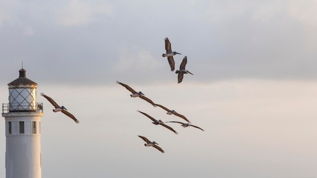 Mouettes volant près d'un phare