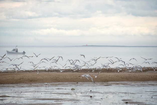 mouettes en volant sur le rivage de sable