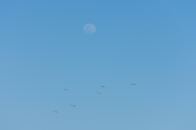 Mouettes volantes au ciel bleu avec la lune à la plage en vacances