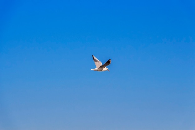 Mouettes volantes dans le ciel bleu aux beaux jours,