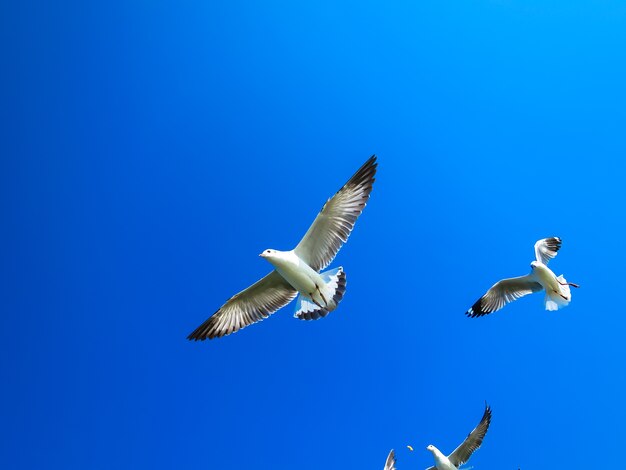 Mouettes vole sur ciel bleu, manger de la nourriture avec fond de ciel bleu clair