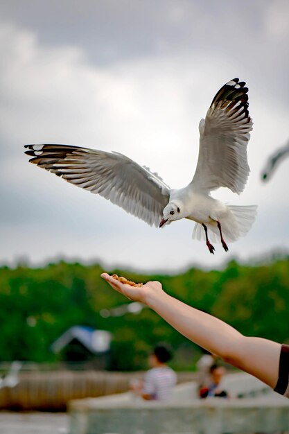 Les mouettes volent sur le beau ciel à la poursuite de la nourriture à manger