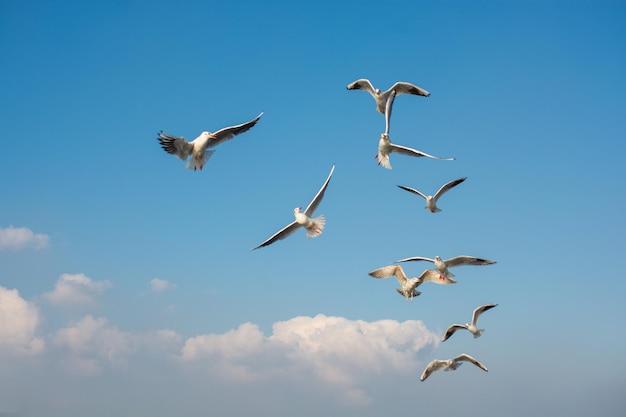 Les mouettes volent dans le ciel Les mouettes volent dans le ciel en arrière-plan