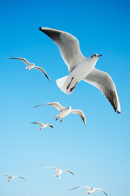 Les mouettes volent dans un ciel