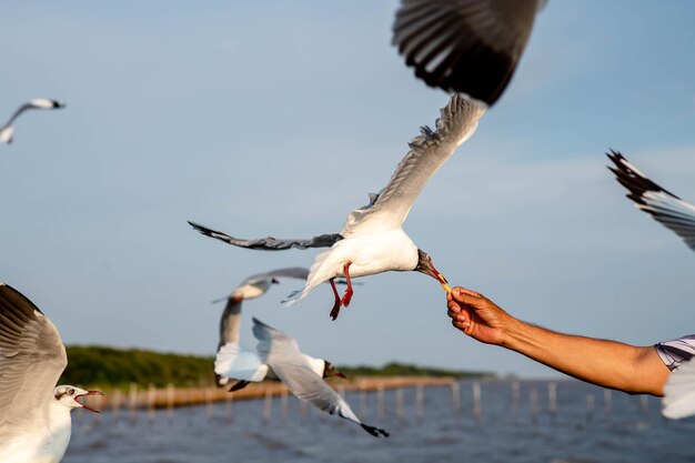 Photo les mouettes volent pour obtenir de la nourriture nourrie par le touriste à bangpu, en thaïlande