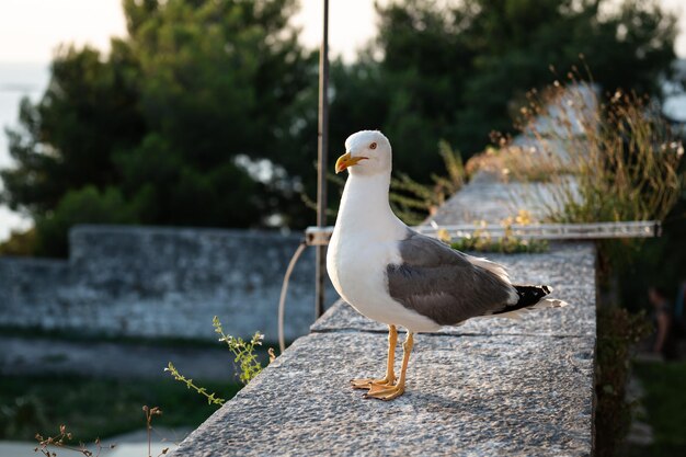 les mouettes