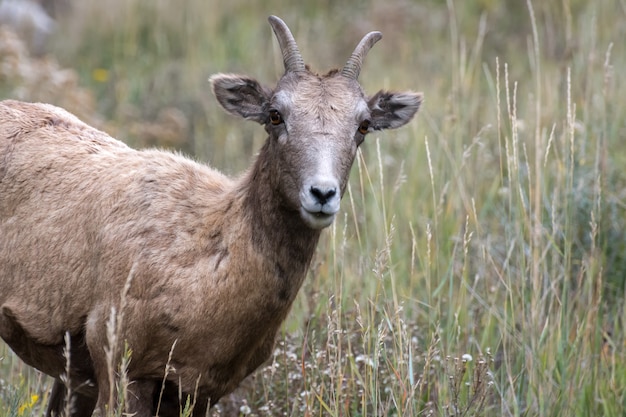 Mouflon d'Amérique (Ovis canadensis)