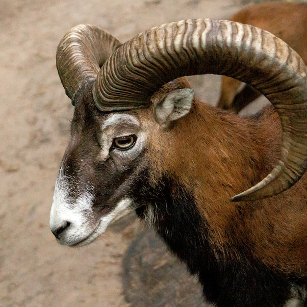 Mouflon avec de grandes cornes dans le zoo en gros plan.