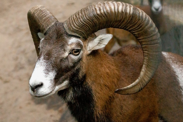 Mouflon avec de grandes cornes dans le zoo en gros plan.