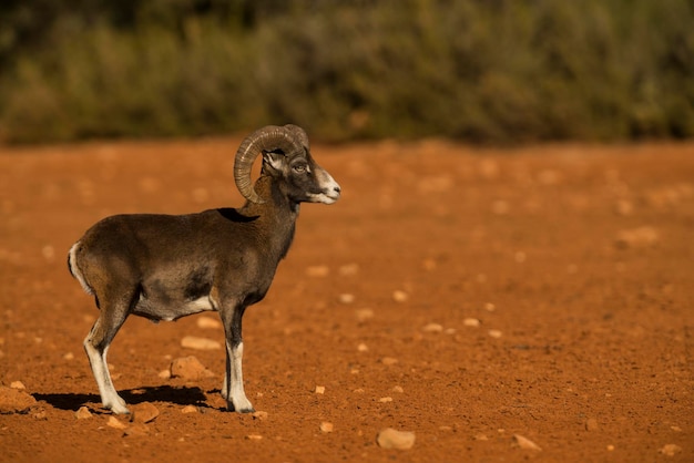 Mouflon (Ovis musimon) parc naturel de la Sierra de Mariola, province d'Alicante, Espagne