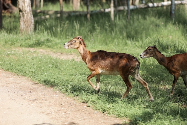 Le mouflon (Ovis orientalis) dans la Réserve Forestière