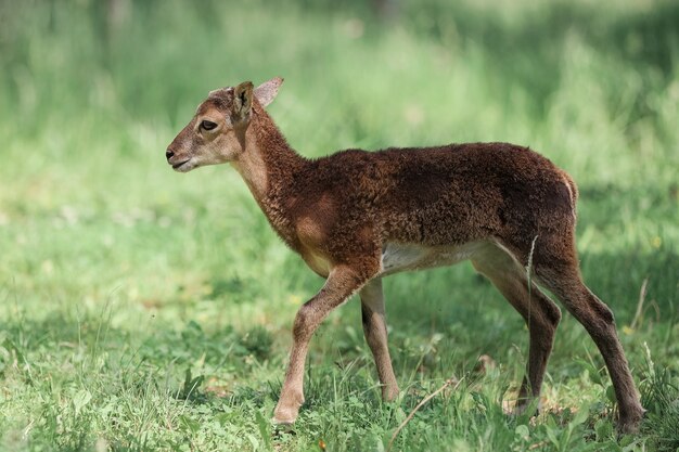 Le mouflon (Ovis orientalis) dans la Réserve Forestière