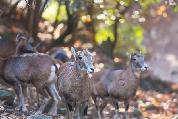 Mouflon sauvage dans la forêt de Chypre