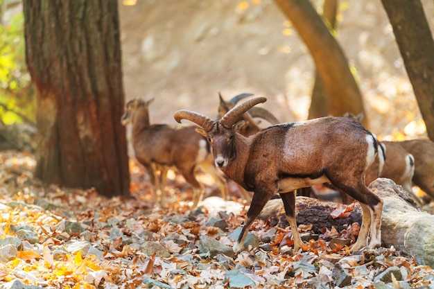 Mouflon