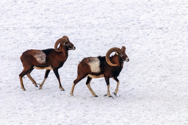 Mouflons en hiver Nature sauvage (ovis musimon)