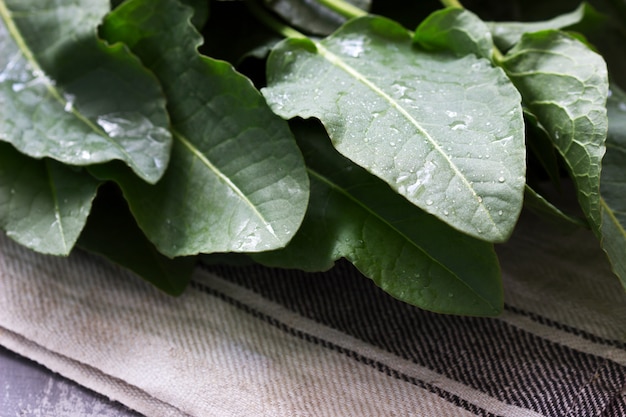 Mouiller les grandes feuilles et les tiges de rumex.